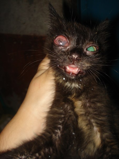 СРОЧНО!!!! В подвал подбросили котеночка,малышка диковатая и вот с такими глазками.