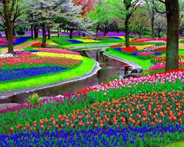 Королевский парк цветов Кёкенхоф, Нидерланды