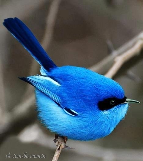 Синяя птица счастья...