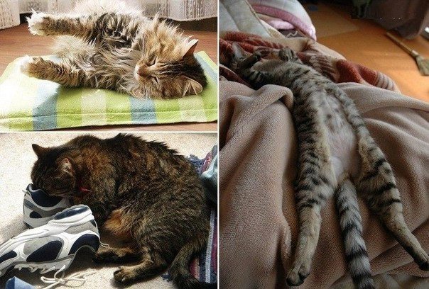 Кот может спать в любых позах)