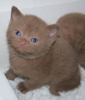 Британский короткошерстный котенок цвета корицы.
