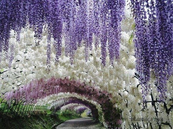 Тоннель цветов в японском саду Кавати Фудзи.