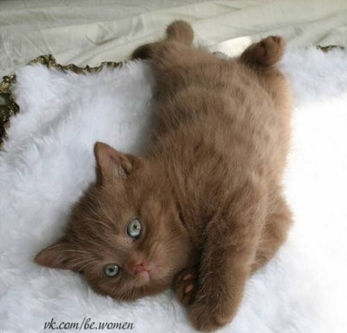 Британский короткошерстный котенок цвета корицы.