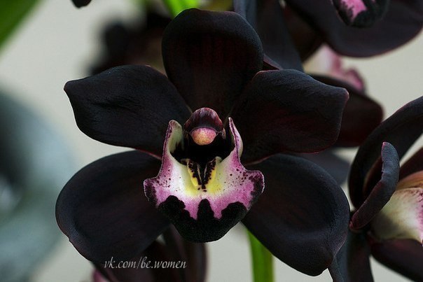 Редкий вид - черная орхидея