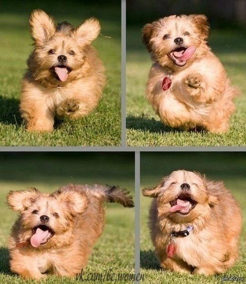 Абсолютно счастливая собака :)