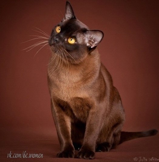 Бурманская кошка. Красавица :)
