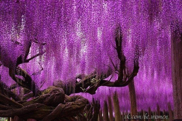 Дерево в парке цветов Асикага, Япония.