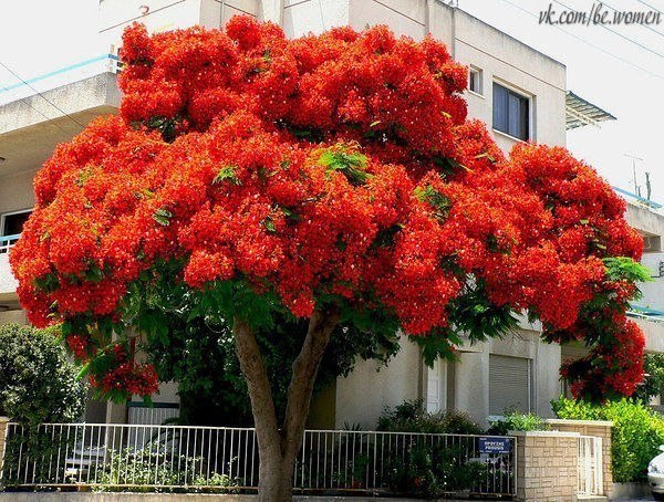 Делоникс Королевский. Он считается одним из красивейших цветущих деревьев.