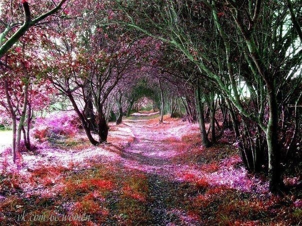 Фантастический лес, Кантабрии, Испания.