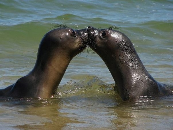 Как и люди, животные любят ласки, поцелуи и обнимашки.