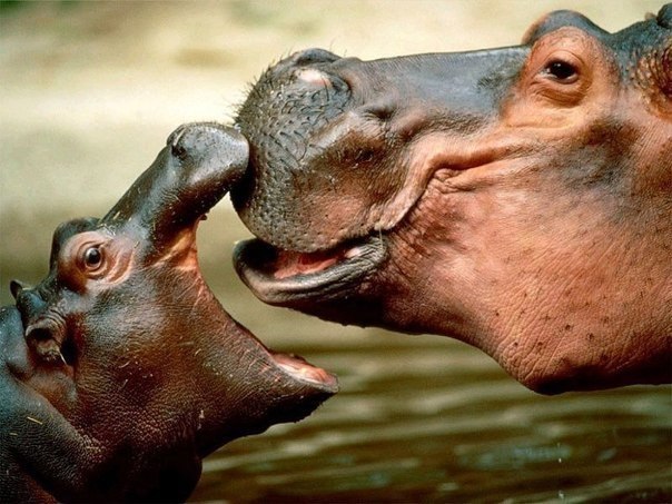 Как и люди, животные любят ласки, поцелуи и обнимашки.
