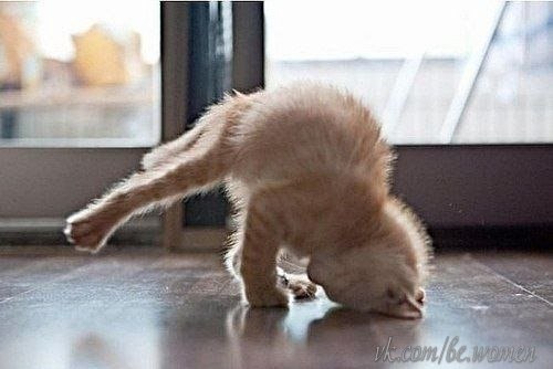 Кошачья йога :)