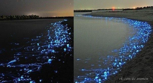 На берег Японии прибоем выбросило тысячи светящихся медуз. Обычно они обитают на больших глубинах, но во время размножения поднимаются в верхние слои океана и их часто выбрасывает на берег.