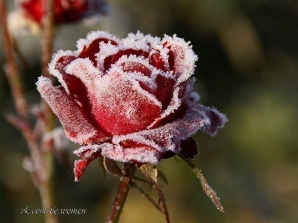 Замерзшая роза...