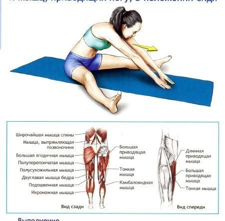 Упражнения для растяжки на шпагат и гибкости ног