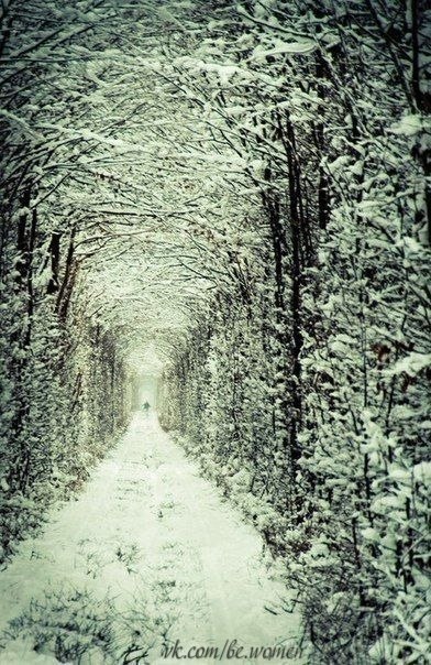 "Туннель Любви" зимой и летом.
