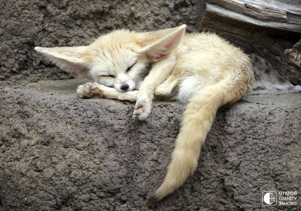 Детеныши лисы Фенек в зоопарке Эверленд