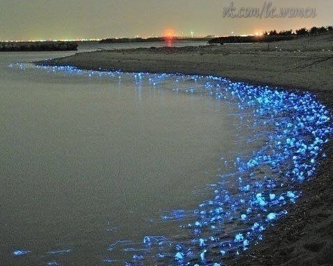 Тояма: светящиеся мерцающие медузы (Япония)