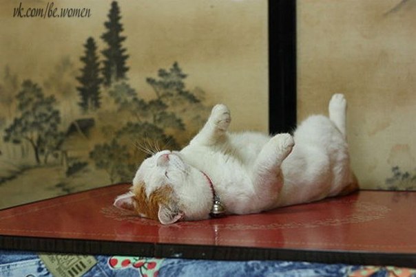Самый ленивый кот в мире