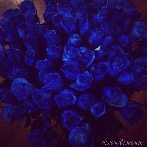 Изумительные синие розы..