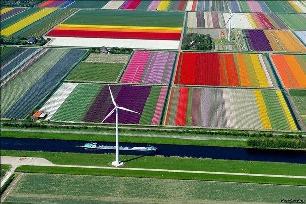 Поля тюльпанов, Голландия.