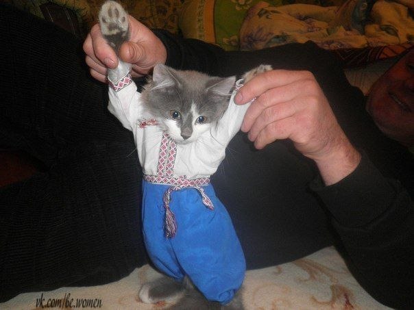 Типичный украинский кот!..