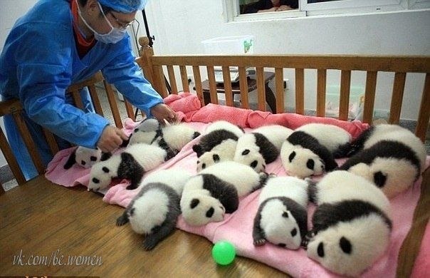 Детский сад для маленьких панд в Китае.