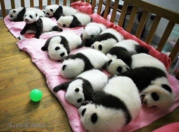Детский сад для маленьких панд в Китае.