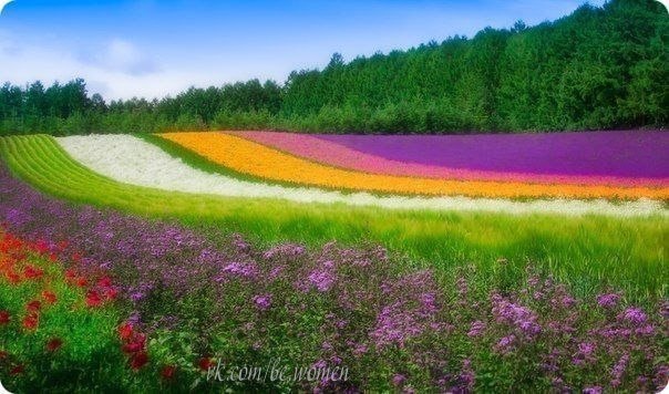 Цветочное поле, Хоккайдо, Япония!