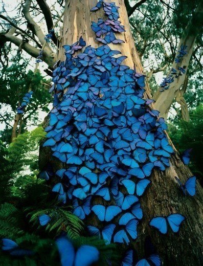 Восхитительное скопление бабочек.