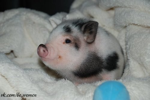 Ну как можно быть такой милой свиньёй :)