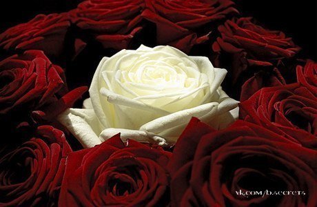 - Милый, скажи, почему в букете, подаренном тобой, все розы красные, а одна белая?