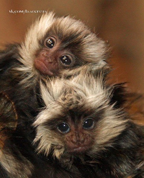 Мармозетки - самые маленькие в мире обезьянки.