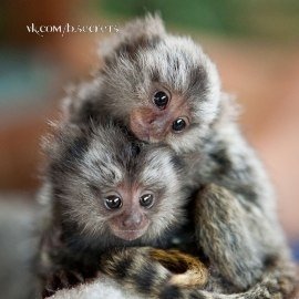 Мармозетки - самые маленькие в мире обезьянки.