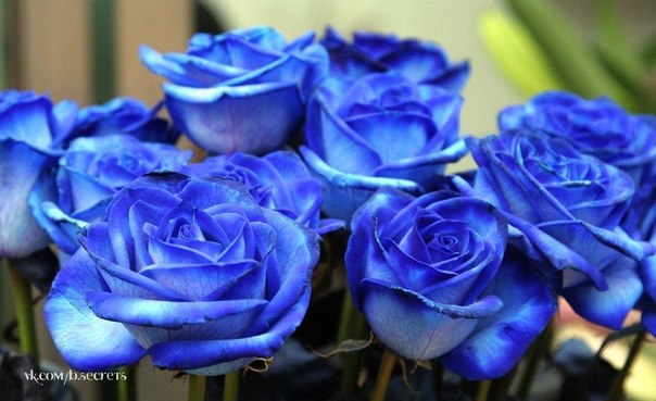 Изумительные синие розы..