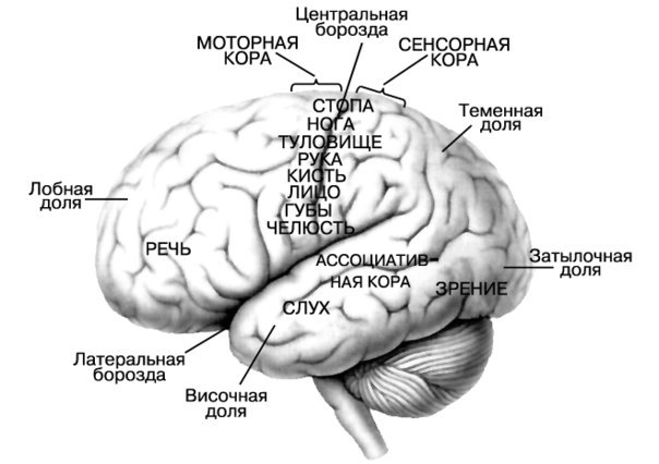 Десять интересных фактов о мозге человека 